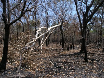 After The Bush Fires near West Alligator Head