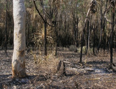 Black and White after the bush fires at West Alligator Head