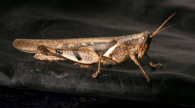 Bush Cricket Kakadu Lodge