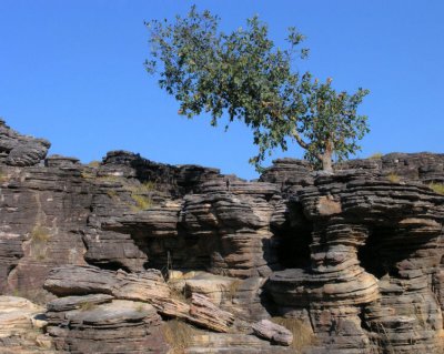 Struggling tree at Ubirr Rocks