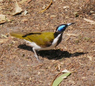 Blue Faced Honeyeater at Kakadu Lodge