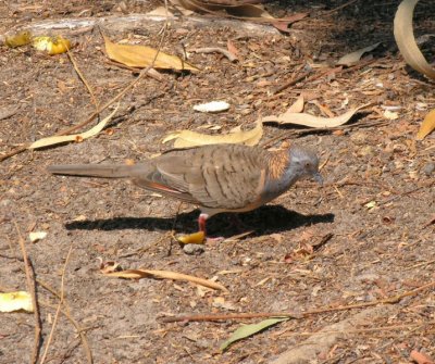 Peaceful Dove_Kakadu Lodge