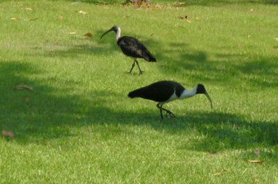 Straw Necked Ibises at Kakadu Lodge