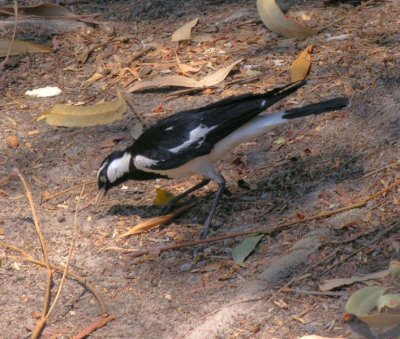 Magpie Lark at Kakadu Lodge