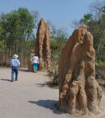 Whopping termite mounds at Lichfield National Park