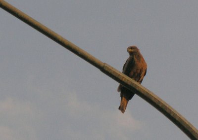 Whistling Kite on a lamp post at Kununurra