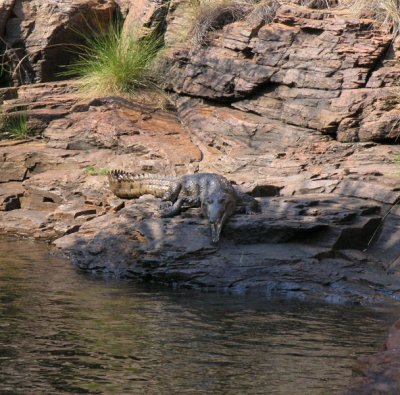 Freshwater crocodile Lake Kununurra