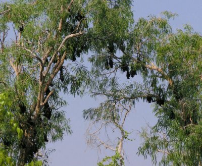 Roosting Black Flying Foxes aka Bats by Lake Kununurra