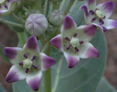 Common wildflower by Lake Kununurra