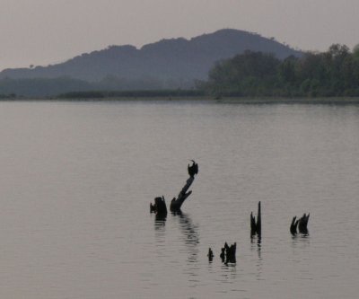 Darter drying out on dead trees in Lake Kununurra
