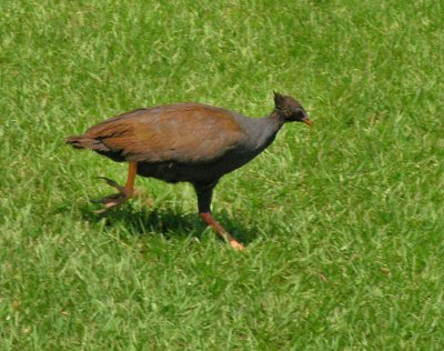 Orange Legged Scrub Fowl Darwin