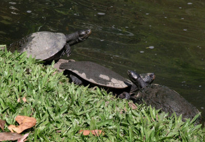 Feshwater terrapins or turtles at Cairns Tropical Zoo