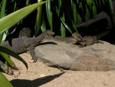 Water Monitor and Eastern Water Dragon at Cairns Tropical Zoo