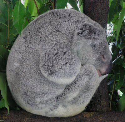 Sleeping Koala at Cairns Tropical Zoo