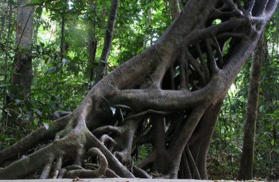 Strangler fig by Marrdja Boardwalk Daintree