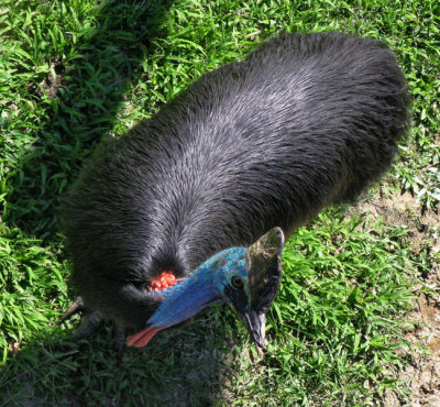 Cassowary at Daintree Wild Zoo