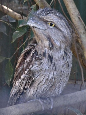 Tawny Frogmouth awake at Daitree Wild Zoo