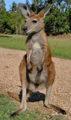 Youngish Walleroo aka Euro at Daintree Wild Zoo