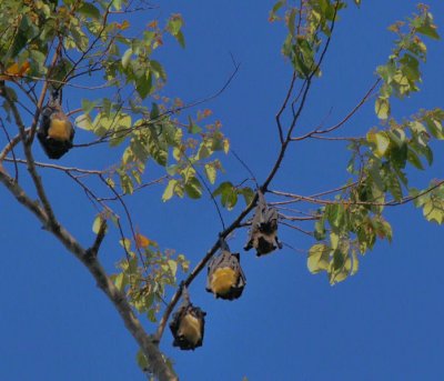 Rufous Flying Foxes in Daintree Rainforest