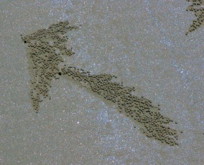 Arrow pattern by Sand Bubbler Crabs and tide at Cow Bay Daintree Rainforest