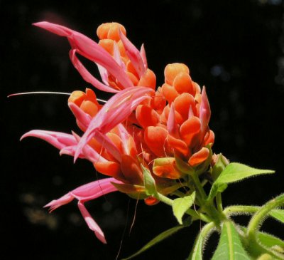 Flower frequented by yellow bellied sunbirds Daintree Secrets Rainforest