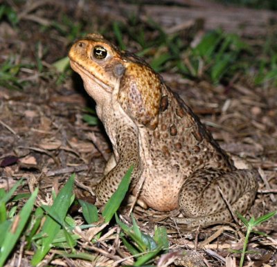 Nocturnal Cane Toad Daintree Secrets Rainforest