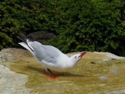 Red-billed gull drinking, Auckland