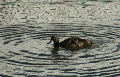 Scaup itching (with reflections), Lake Rotorua