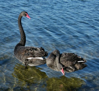 Black swans Lake Rotorua