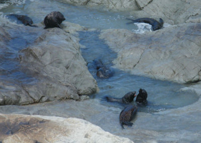 Fur seals, Kaikoura