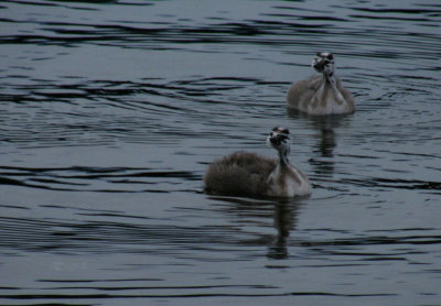 Baby Crested Grebes, Lake Wakatipu