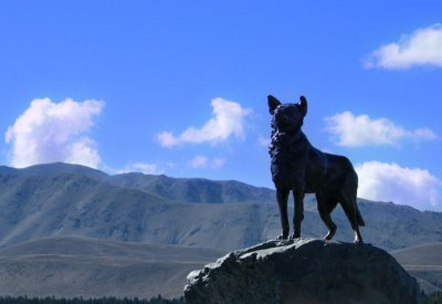 Shepherd's Dog, Lake Tekapo