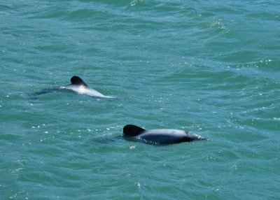 Akaroa is the place to see Hector's Dolphin