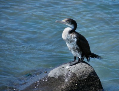 Spotted cormorant, Akaroa