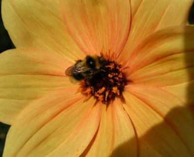 Bumble Bee on Dahlia, Christchurch Botanic Gardens