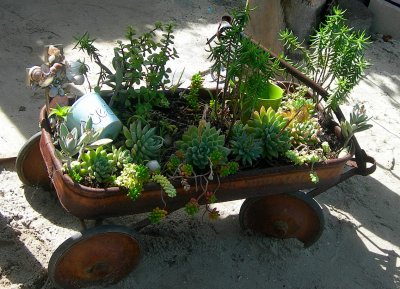 a wagonful of succulents