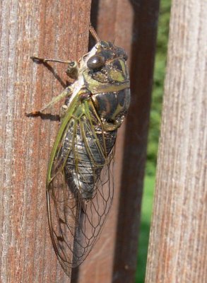 Cicada