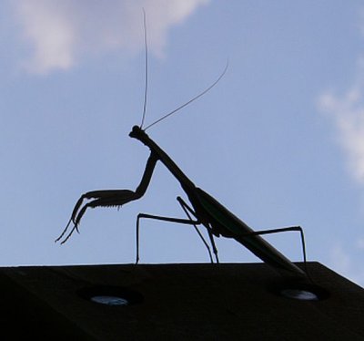 Praying Mantis