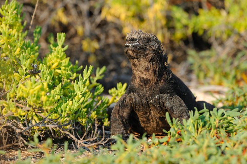 Galapagos 0023.jpg
