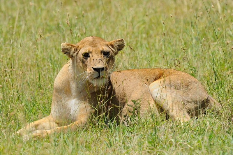 Tanzania 2010 1721.jpg