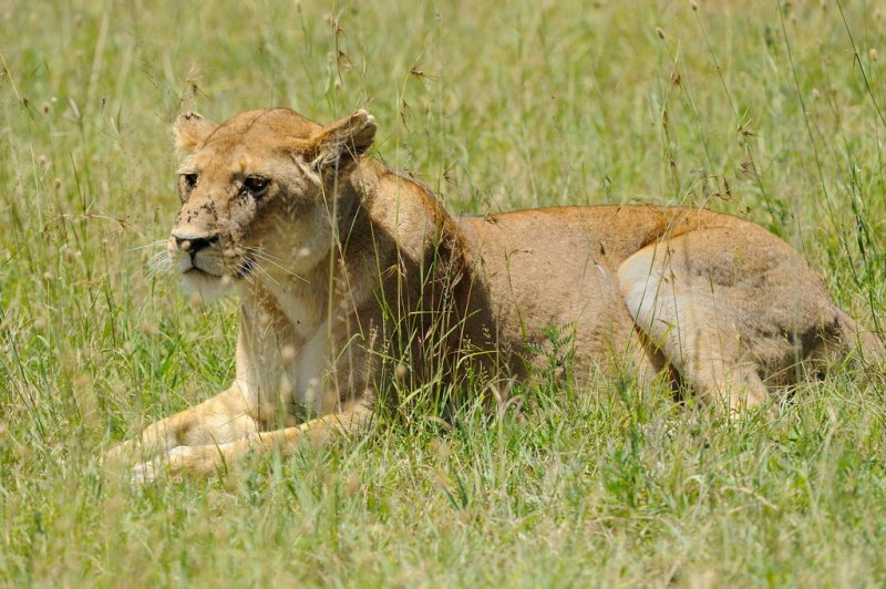 Tanzania 2010 1722.jpg