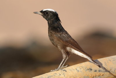 White Crowned Wheatear