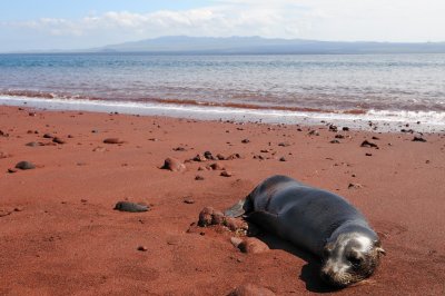 Galapagos 0464.jpg