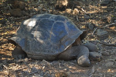 Galapagos 0676.jpg