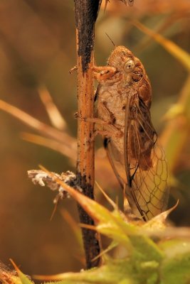 Cicada