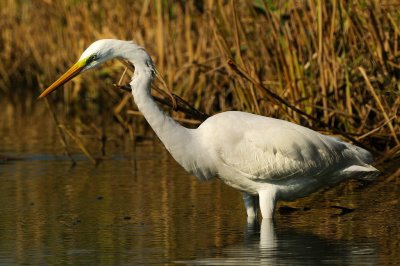 Great Egret