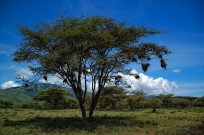 Tanzania 2005 0155.jpg