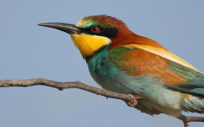 Bee Eaters