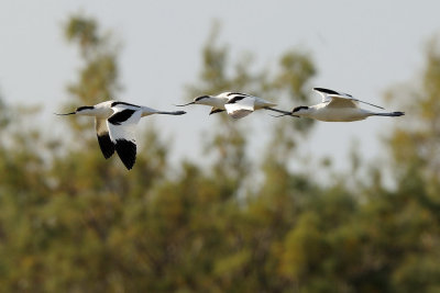 Pied Avocet -   - Recurvirostra avosetta