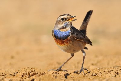 Bluethroat